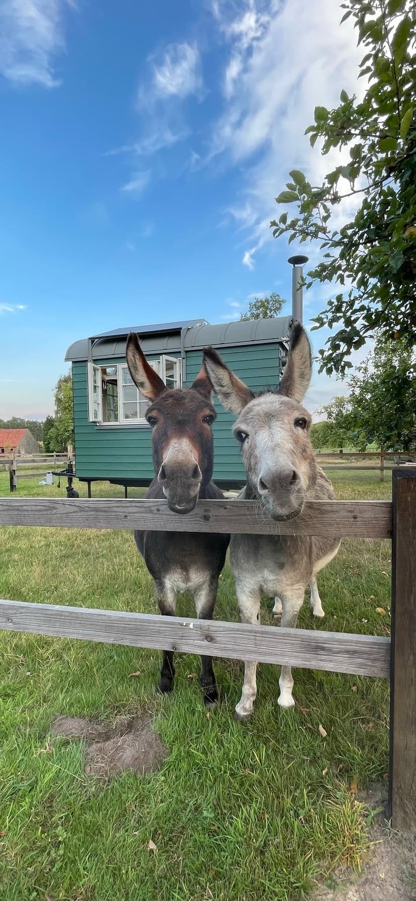Esel auf der Wiese am Bauwagen tierische Begegnung raus in den Bauwagen