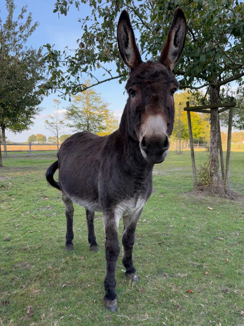 Kitti - unser 14 Jahre alter Esel