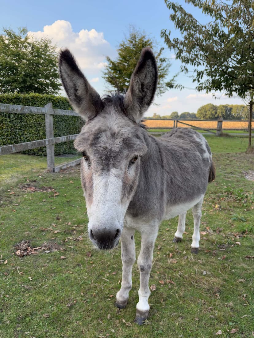 Paul - unser 15 Jahre alter Esel